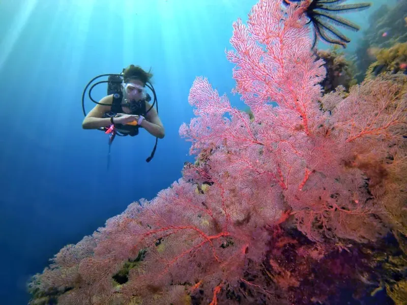 Plongeuse explorant un récif corallien rouge vif en milieu aquatique
