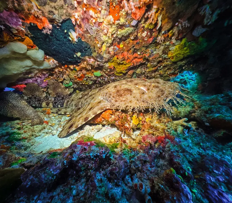 Murène cachée dans une grotte corallienne colorée et pleine de vie