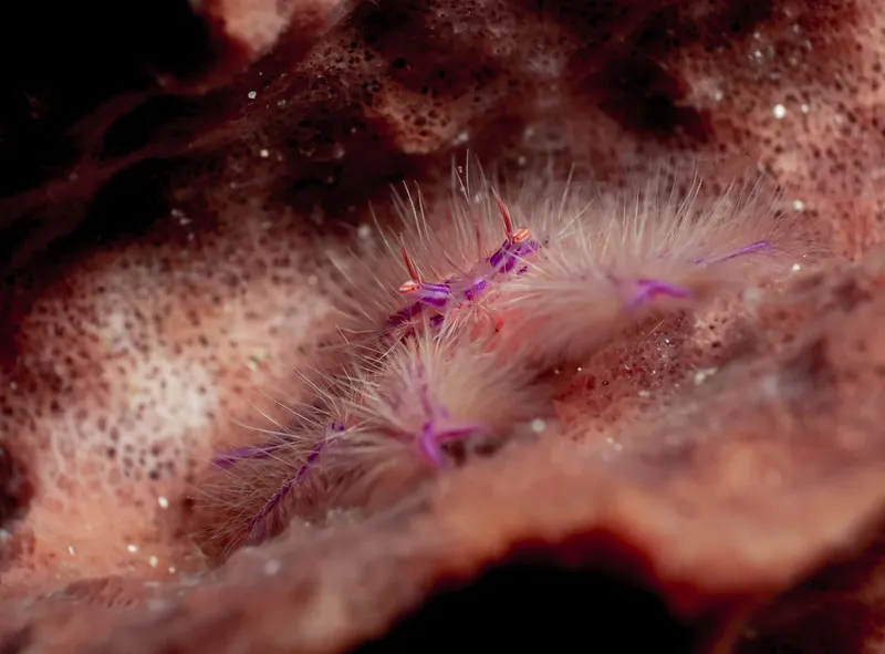 Petits crustacés colorés se camouflent dans un récif corallien sombre