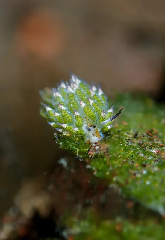 Nudibranche colorée sur une surface rocheuse sous-marine, macro photographie