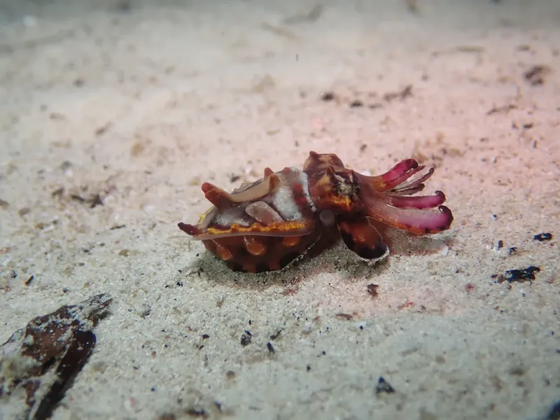 Nudibranche colorée sur fond sablonneux, créature marine exotique