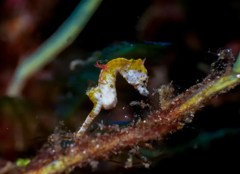 Hippocampe jaune et blanc accroché à une branche corallienne sombre