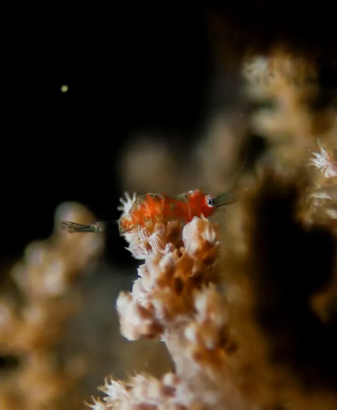 Crevette rouge sur corail, photographie sous-marine, faune marine détaillée