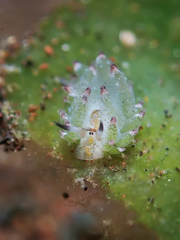 Nudibranche blanche et rose sur algue verte, macro sous-marine
