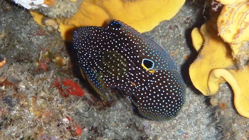 Poisson mandarin tacheté sur fond rocheux et coraux jaunes