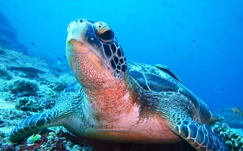 Tortue marine nageant paisiblement dans un récif corallien bleu