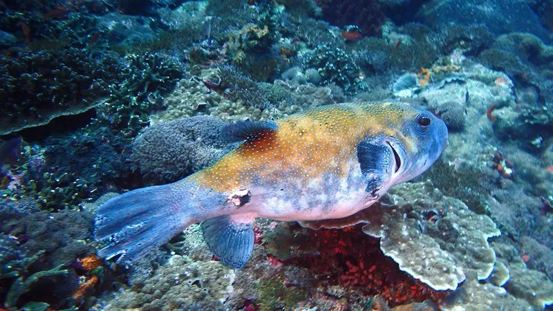 Poisson-globe tacheté nageant au milieu des coraux et des algues marines