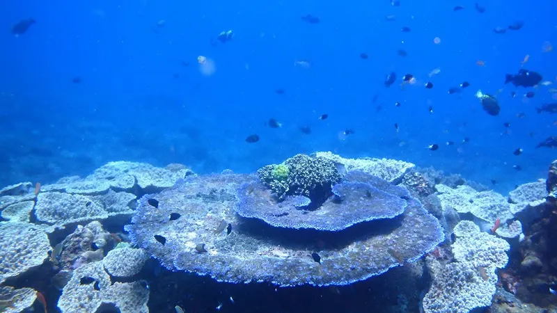Coraux et banc de poissons tropicaux dans une eau bleue claire
