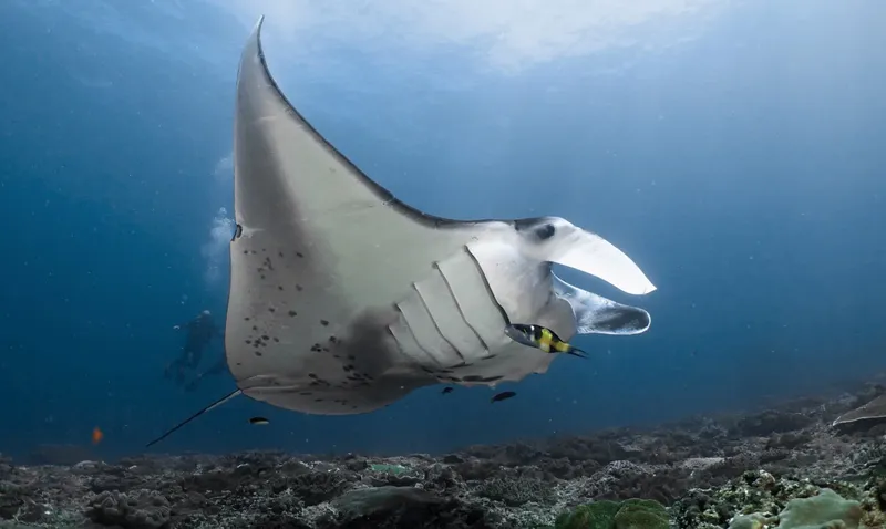 Raie manta nageant gracieusement dans l'eau bleue avec des poissons