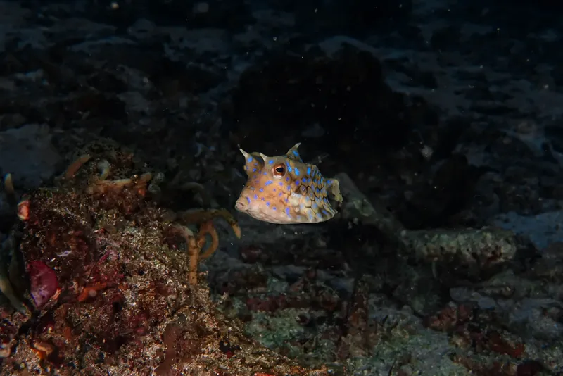 Poisson-globe bleu et jaune nageant au-dessus d'un fond rocheux sombre