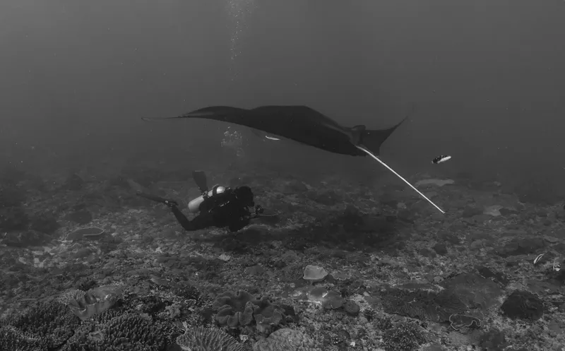 Plongeur et raie manta évoluent dans un environnement sous-marin rocheux