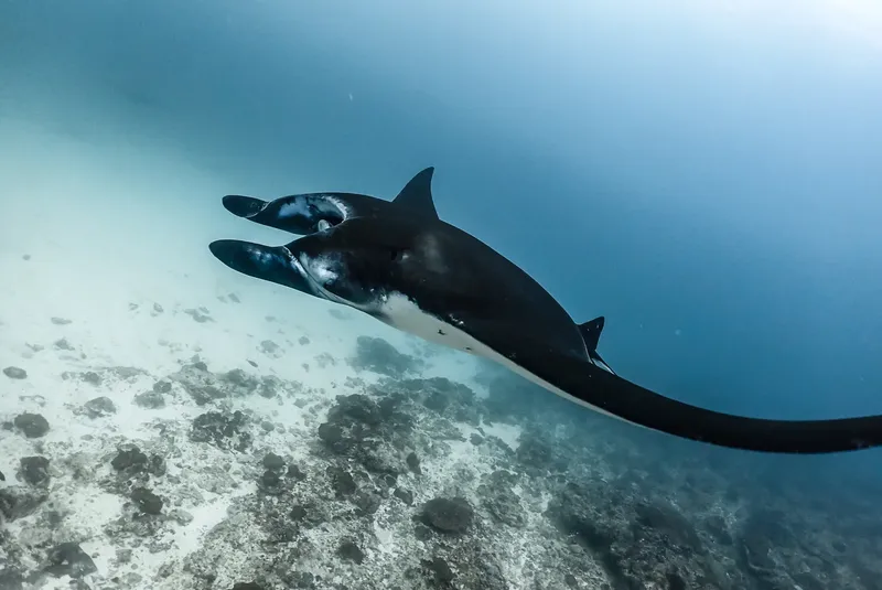 Raie manta majestueuse nageant au-dessus d'un fond rocheux sous-marin