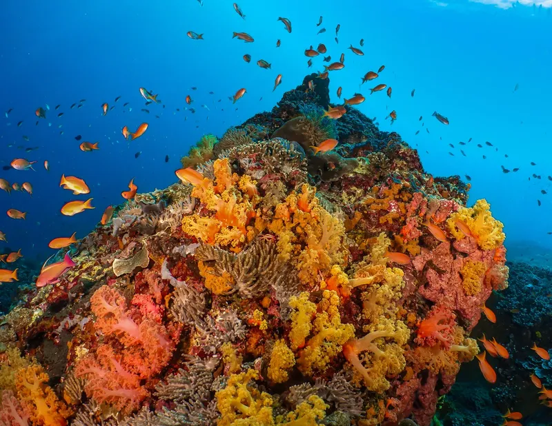 Recif corallien coloré avec de nombreux poissons tropicaux en mer