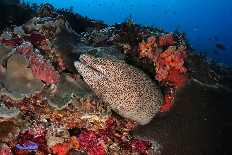 Murène tachetée cachée dans un récif corallien coloré et vivant