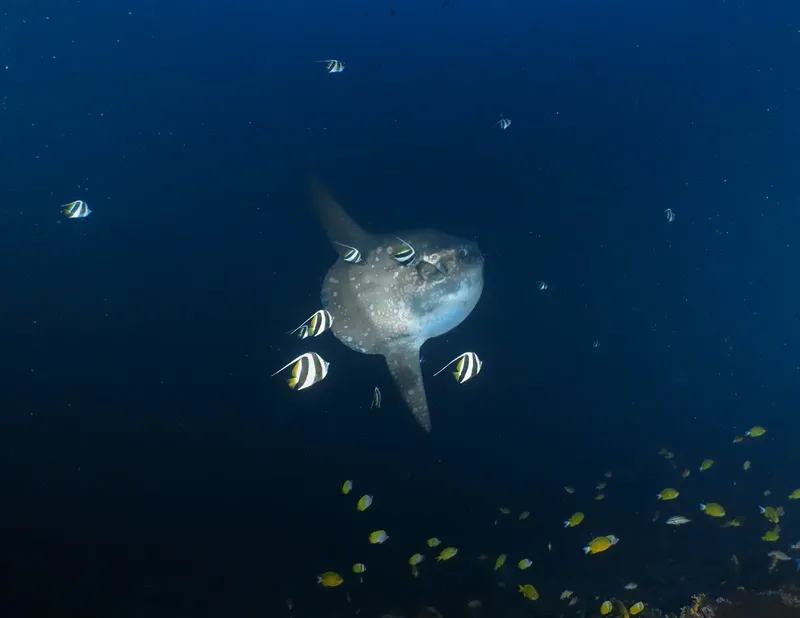 Mola mola nageant en profondeur, entouré de petits poissons jaunes et blancs