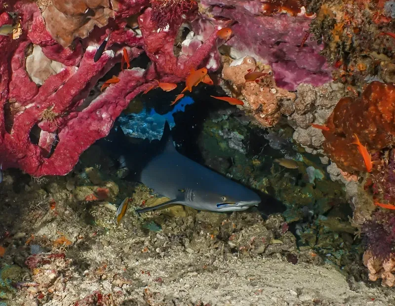 Requin pointe noire nageant dans un récif corallien coloré