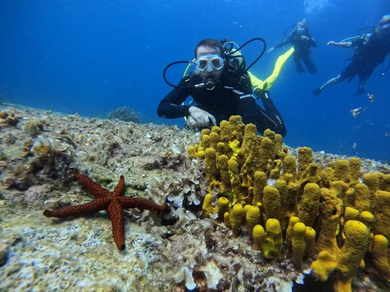 Plongeurs explorent un récif corallien avec une étoile de mer visible