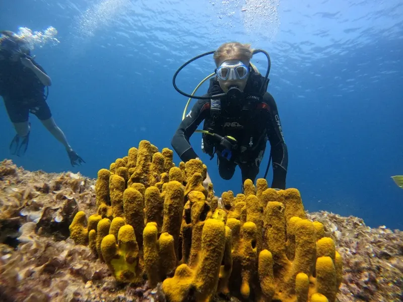 Deux plongeurs explorent un récif corallien jaune en milieu aquatique