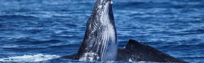 Baleine à bosse émergeant de l'océan, nageant dans des eaux bleues claires