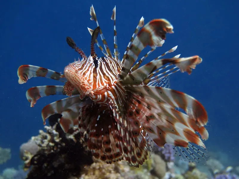 Poisson-lion rouge et blanc déployant ses nageoires dans l'eau bleue
