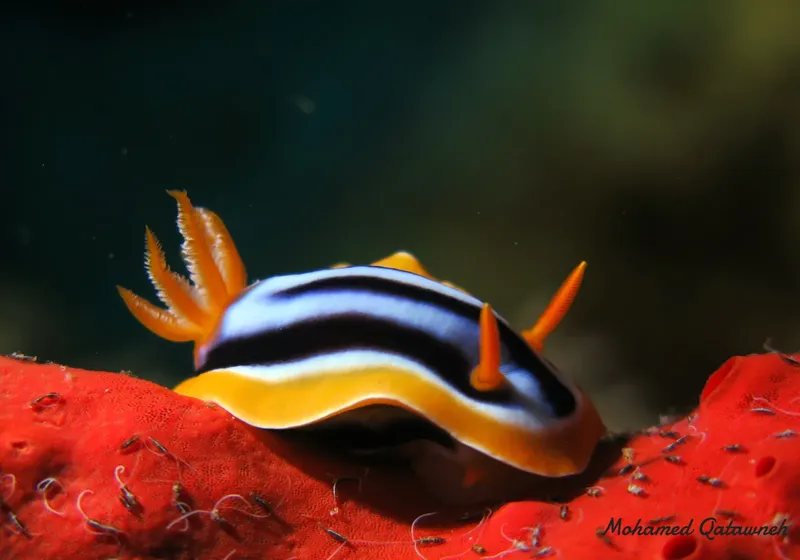 Nudibranche colorée sur corail rouge en milieu marin profond