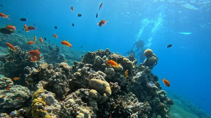 Recif corallien coloré avec poissons et deux plongeurs en exploration