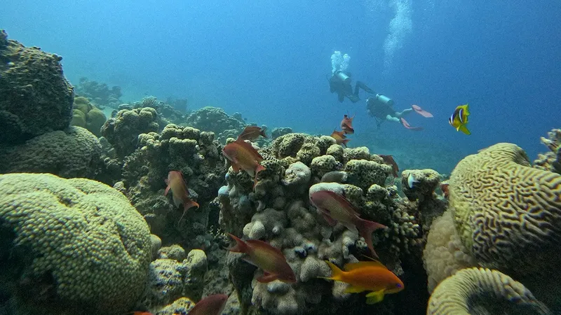 Plongeurs explorent un récif corallien peuplé de poissons colorés