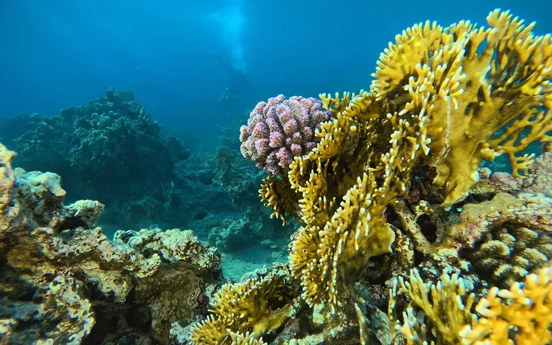 Coraux colorés et récif sous-marin avec un plongeur en arrière-plan