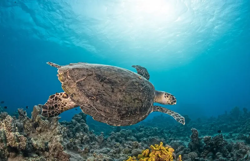 Tortue marine nageant paisiblement au-dessus d'un récifal corallien ensoleillé