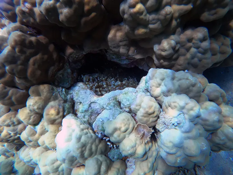 Coraux et vie marine dans un récif sous-marin coloré