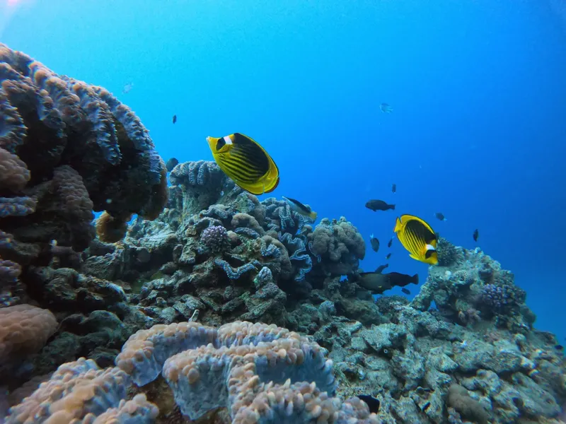 Coraux et poissons tropicaux colorés dans une eau bleue claire