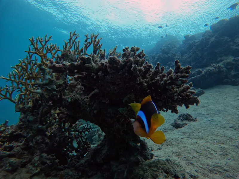 Coraux et poisson clown nageant dans un environnement sous-marin clair