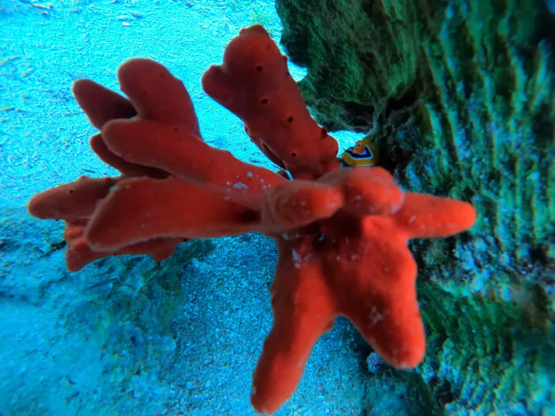 Étoile de mer rouge et poisson clown sur un récifal corallien