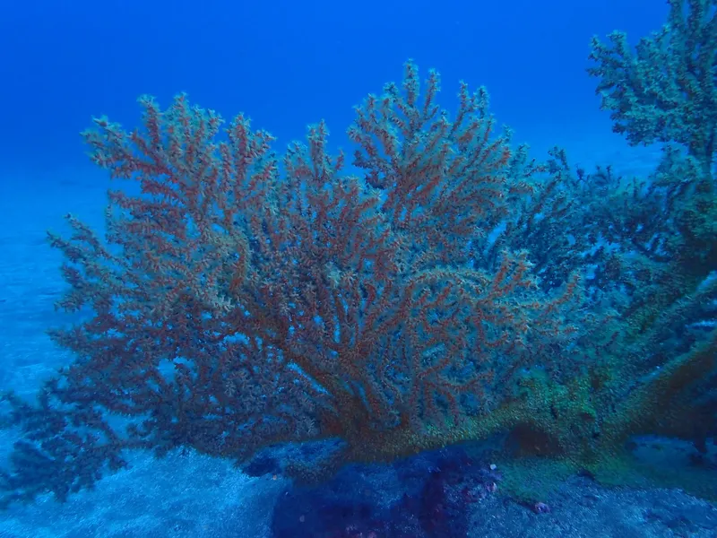 Corail rouge et bleu sous l'eau, fond marin, vie aquatique