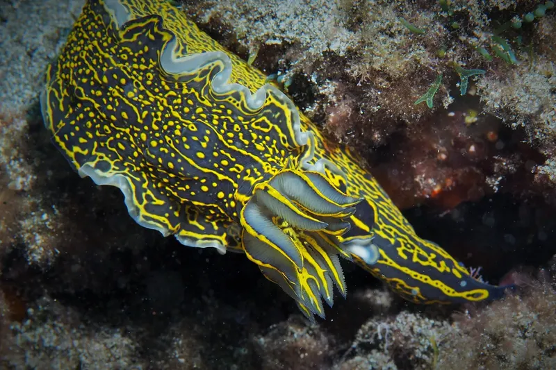 Nudibranche jaune et noire sur fond rocheux corallien sous-marin