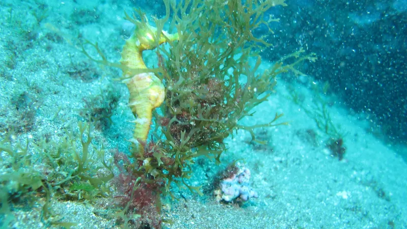 Hippocampe jaune se fondant dans les algues sur fond sableux