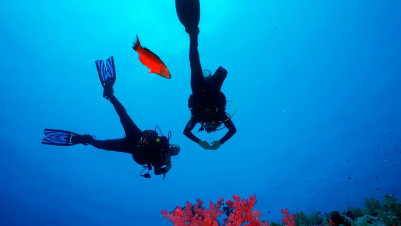 Deux plongeurs en combinaison explorent les fonds marins bleus