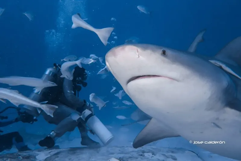 Plongeur face à un requin de récif et des raies pastenagues