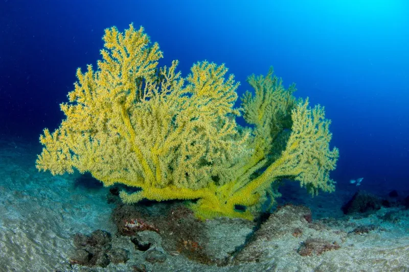 Gorgone jaune imposante sur fond bleu, récif corallien visible