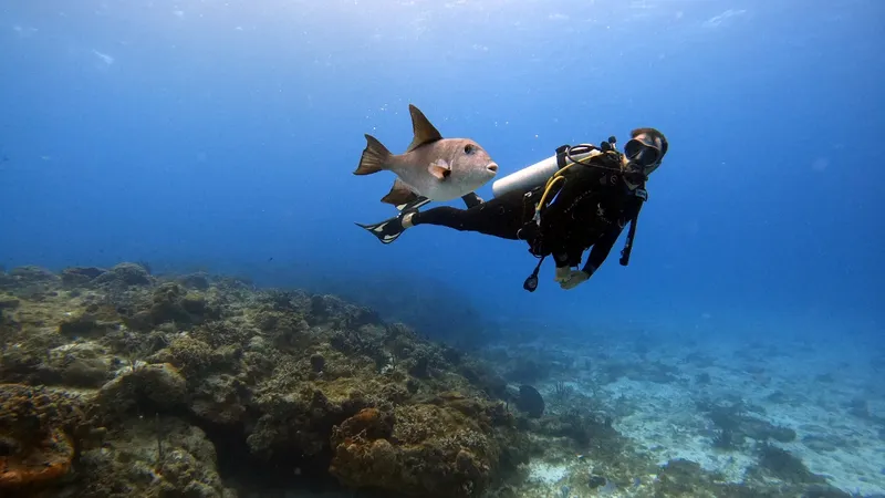 Plongeur et poisson ballon évoluent ensemble dans un récif corallien