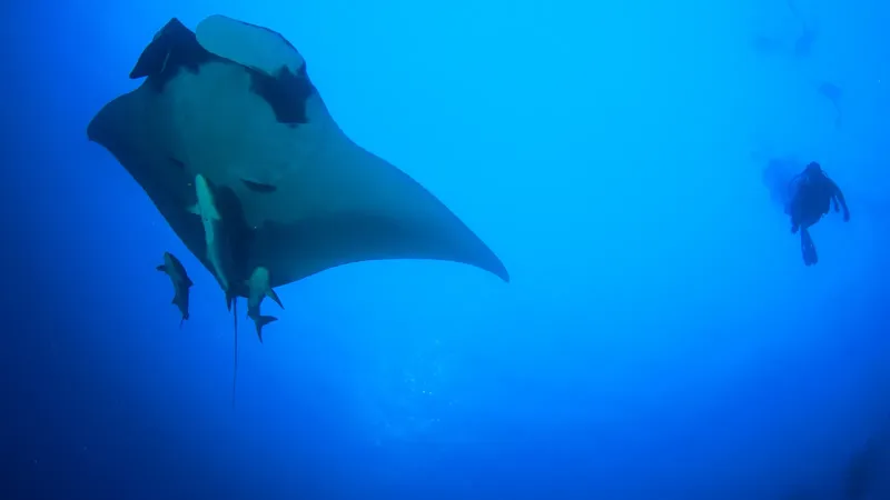 Raie manta majestueuse nageant avec un plongeur en eau bleue