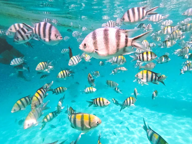 Banc de poissons rayés nageant dans une eau turquoise claire
