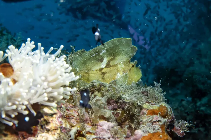 Poisson-feuille camouflé sur un récifal corallien en milieu marin
