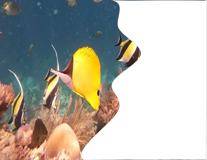 Poissons tropicaux colorés nageant autour d'un récifal corallien en mer