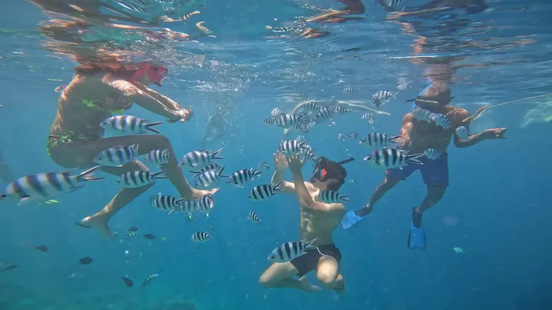 Plongeurs interagissent avec un banc de poissons rayés en mer