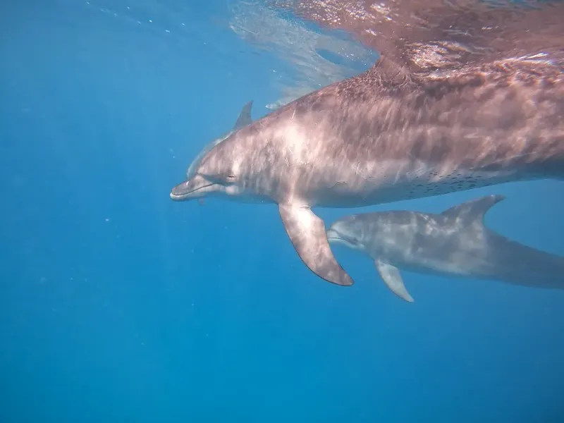 Deux dauphins nagent ensemble dans une eau bleue claire