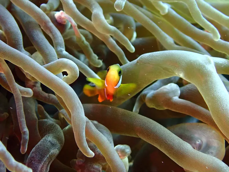 Poissons clowns se cachant dans les tentacules d'une anémone de mer