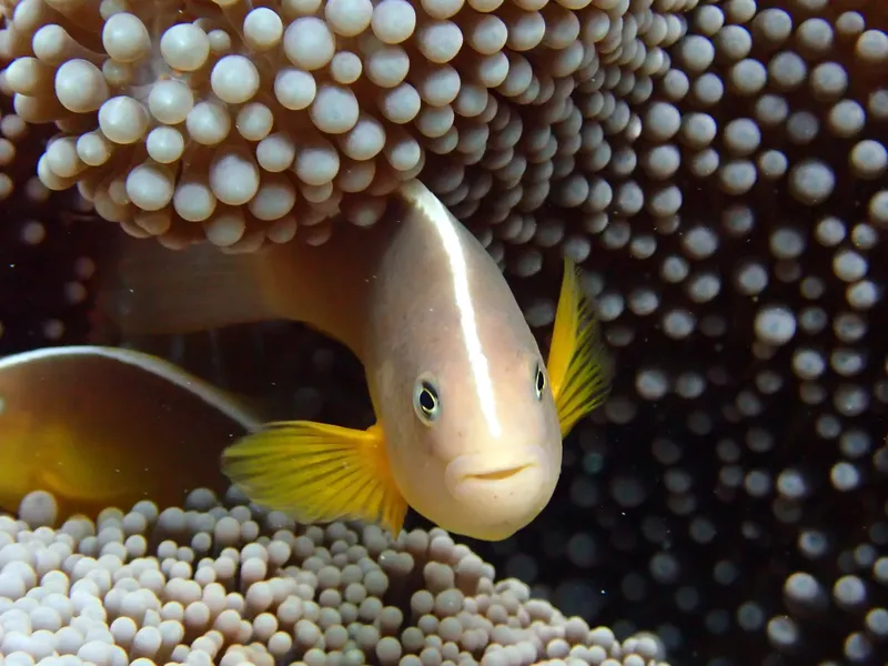 Deux poissons clown se cachent dans les tentacules d'une anémone de mer