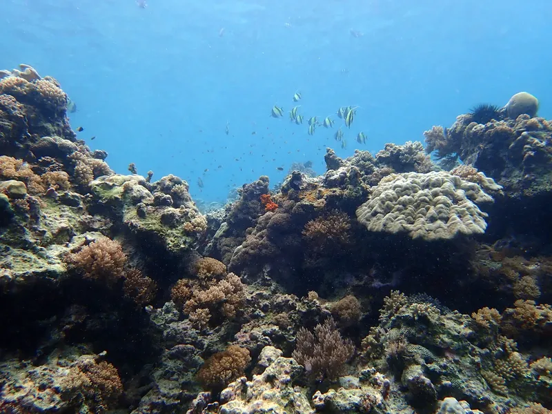 Recif corallien coloré avec des poissons tropicaux dans l'eau bleue