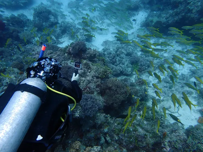 Plongeur filmant un banc de poissons au milieu d'un récif corallien